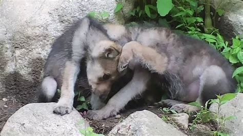 Adorable Wolf Pups Kiss Cuddle Nuzzle And Run Wolf Pup Wolf