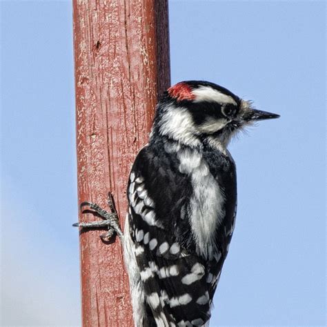 Wildlife Management Pros Animal Control Birds How To Trap Woodpeckers