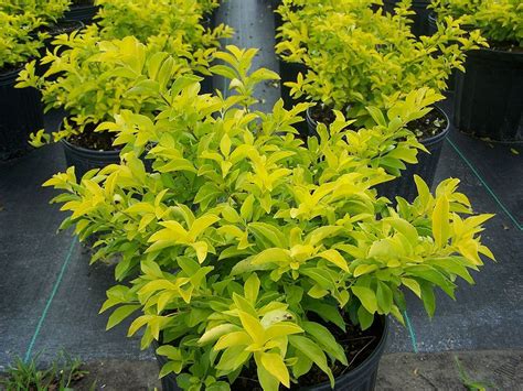 Maybe you would like to learn more about one of these? duranta erecta cuban gold - Google Search | Green - Lots of Green | Pinterest | Google search ...