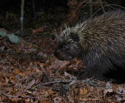 American Porcupines Playing Winterberry Wildlife