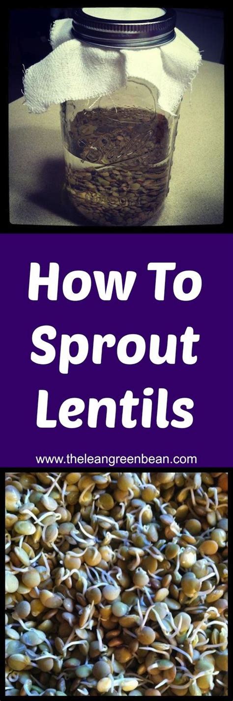 how to sprout lentils benefits of sprouting beans