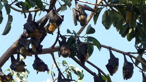 Spectacled Flying Fox Roost Cairns Youtube