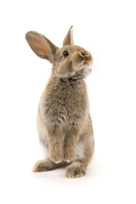 Naklejka Na Ścianę Adorable Królik Wyizolowanych Na Białym Tle