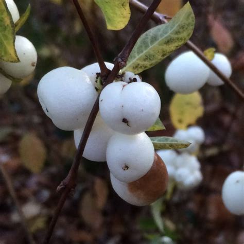 1 A Cluster Of Snowberries T Jones Culham Research Group