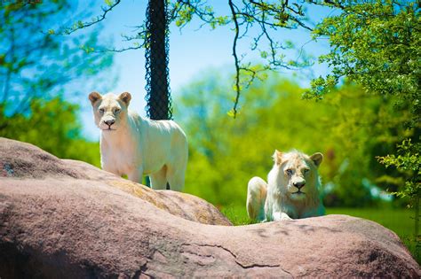 7 Places To Visit In Toronto Zoo Canada Ofw