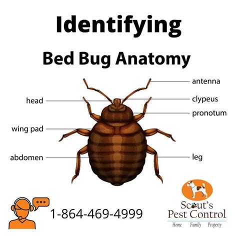 Does Bed Bug Heat Treatment Work Better Than Chemical
