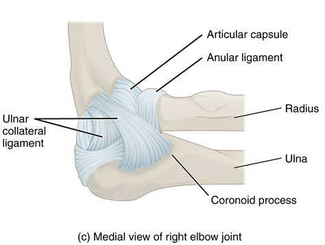 Ligaments Of The Elbow