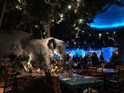 Rainforest Cafe Dinner Review — Gluten Free And Dairy Free At Wdw