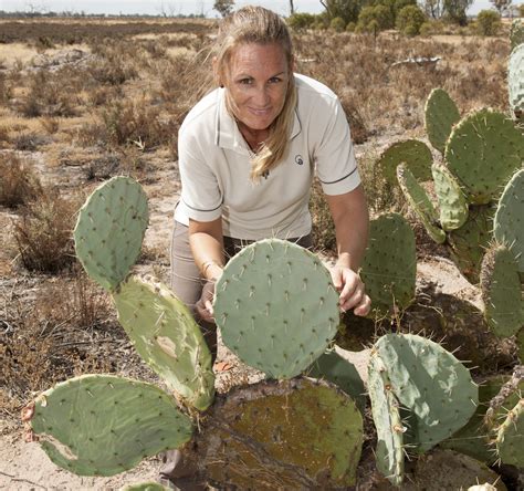 One of the main differences between cacti and drooping is also a symptom of diseases and temperature damage. Cacti added to list of 'marked' pest plants | Agriculture ...