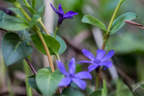 Periwinkle Growing And Caring For Periwinkle Plants Bbc Gardeners