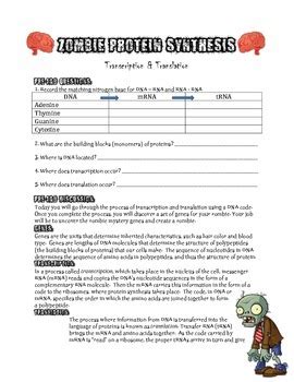 Final analysis there are three mutations you explored in this activity. Protein Synthesis Simulation Worksheet Answers