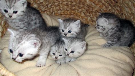 Sie sind außerdem nur bei sehr wenigen züchtern in deutschland erhältlich. Reinrassige BKH Kitten Katzenbabys Babykatzen vom Züchter ...