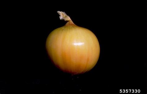 Garden Onion Allium Cepa