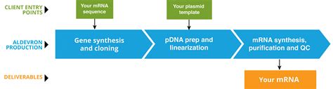 Producing rna at a large scale to satisfy commercialization is the first step toward making. mRNA Production | Aldevron