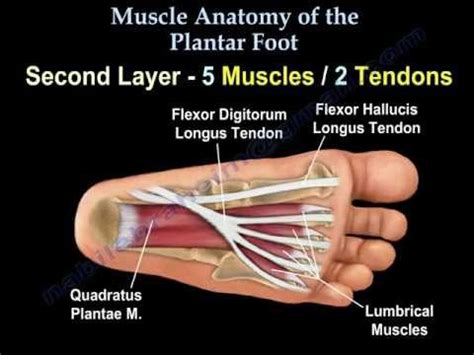 This article is currently under review and may not be up to date. Muscle Anatomy Of The Plantar Foot - Everything You Need ...