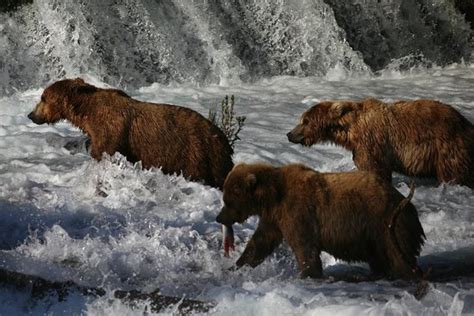 Lots Of Bears Lots Of Bears Picture Of Brooks Lodge Katmai