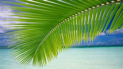 Palm Leaf Tree Wallpapersafari