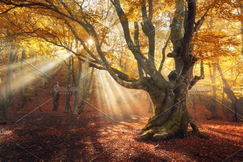 Sunny Autumn Forest In Fog Stock Photo Containing Forest And Tree