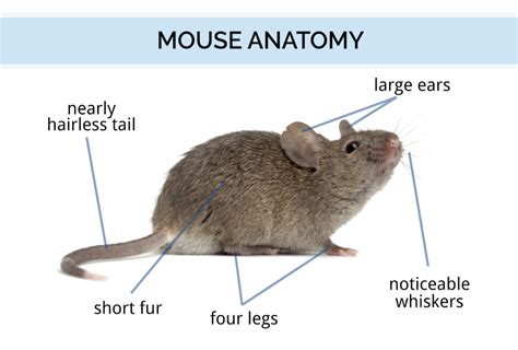 Mouse Identification And Anatomy How Long Mice Live