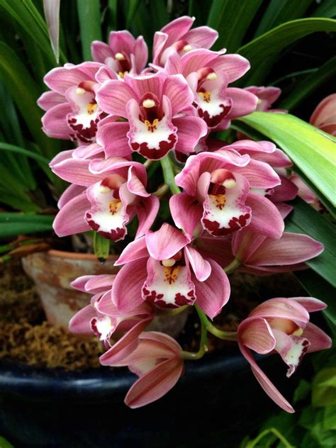 Tropical Cymbidium In The Biltmores Conservatory Perfect Pastels Pastel Shades Conservatory