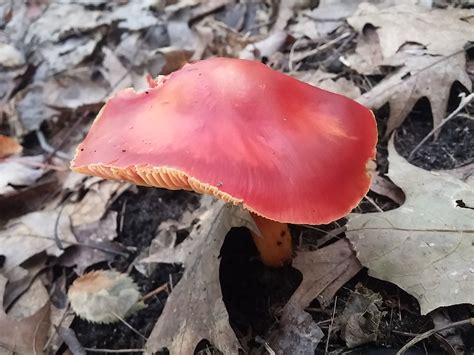 Ontario Mushrooms