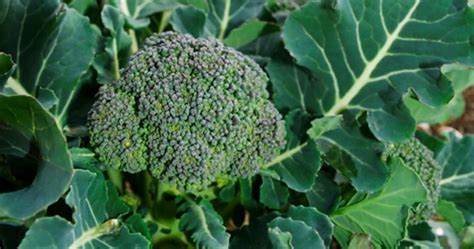 Broccoli Bloom Iq Easy Plants To Grow Brassica Easy Plants