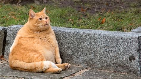 Possible Reasons Why Your Cat Has A Swollen Abdomen Or Belly Pethelpful