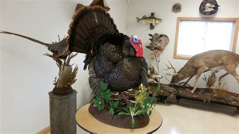 Full Strut Turkey Mounts Stehlings Taxidermy