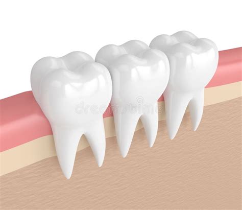 3d Render Of Teeth In Gums Stock Illustration Illustration Of