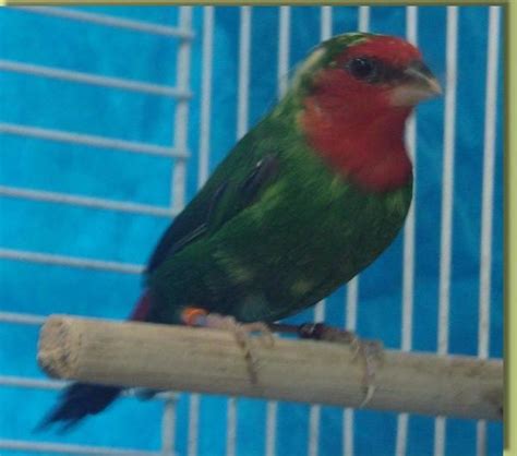 Red Throat Parrot Finch Erythrura Psittacea Lady Gouldian Finch Canada