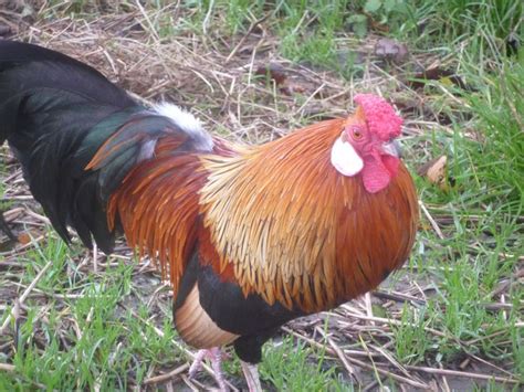 Rosecomb Bantam For Sale Chickens Breed Information Omlet Chickens Bantam Chickens