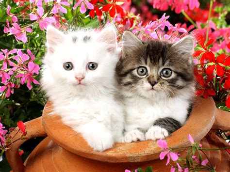Beautiful Cats In Table With Flowers