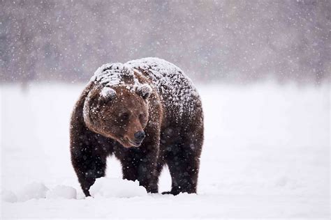 Why Dont Bears Muscles Atrophy During Hibernation