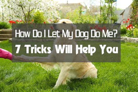 How Do I Let My Dog Do Me Some Fun Dog Tricks