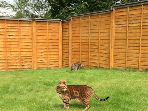 This is a very simple cat fence based on the oscillot cat fence design. 2 METRE DIY FENCE KIT Oscillot® Cat-Proof Fence System ...