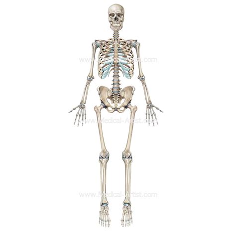 Skeleton Illustrations Medical Illustrations Of The