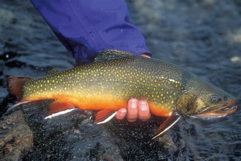 Fly Fishing For Rapid River Brook Trout Fly Fisherman