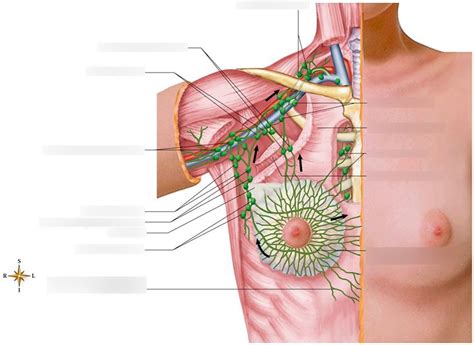 Lymphatic Drainage Of The Breast Diagram Quizlet