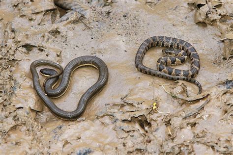 Ohio Reptiles and Amphibians, 2017