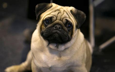 Should Pugs And Bulldogs Be Banned It Might Be The Only