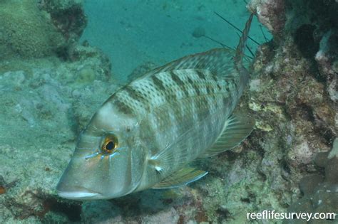 Lethrinus Laticaudis Grass Emperor
