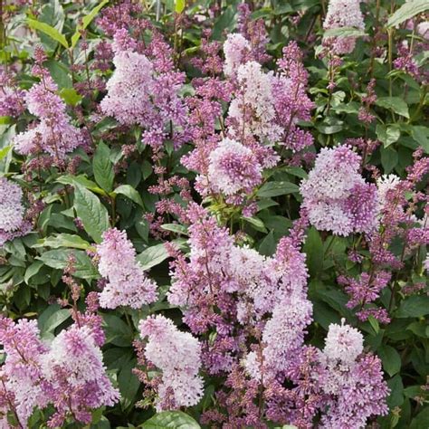 25 Minuet Lilac Seeds Tree Fragrant Flowers Perennial Seed Flower 962