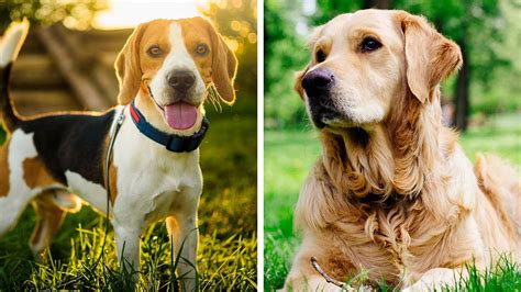 Beagle Vs Golden Retriever 19 Differences Dogoka