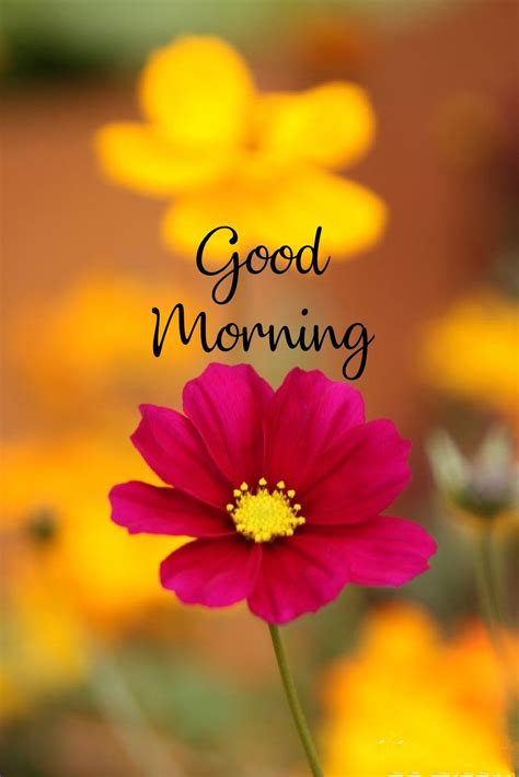 Latest Good Morning Images Good Morning Flowers Pictures Good Morning