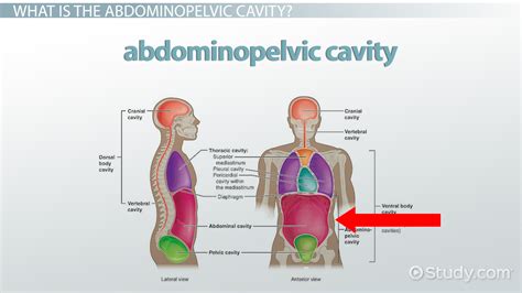 Anatomy Body Cavities Chart