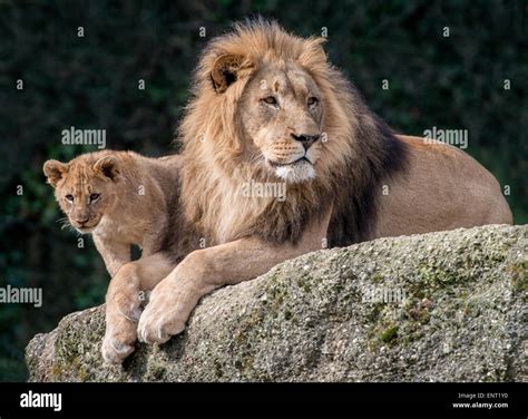 Lion Cub Sitting Stock Photos And Lion Cub Sitting Stock Images Alamy