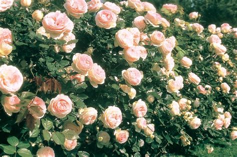 Eden Climbing Rose Plant Potted 40 Petals Pink Fragrant Etsy