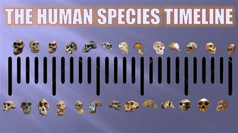 Human Species Timeline Explained 2020 Youtube