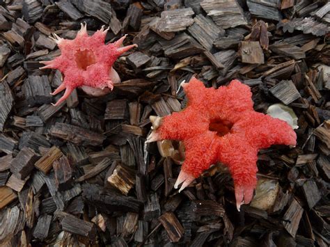 Aseroe Rubra Commonly Known As The Anemone Stinkhorn Sea Anemone