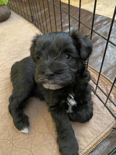 Get advice from breed experts and make a safe choice. MINIATURE SCHNAUZER PUPPIES.. EL PASO For sale Abilene ...